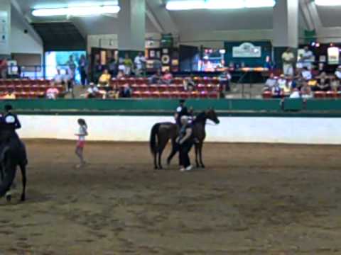 Morgan Southern States Regional Show