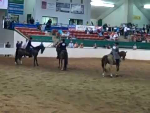 Morgan Southern States Regional Show