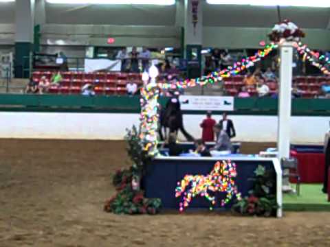 Morgan Southern States Regional Show
