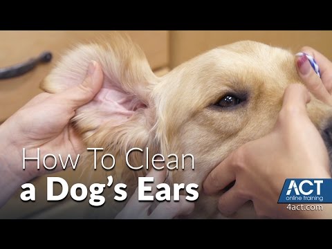 cleaning dog ears