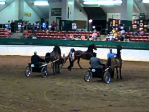 Morgan Southern States Regional Show