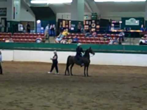 Morgan Southern States Regional Show