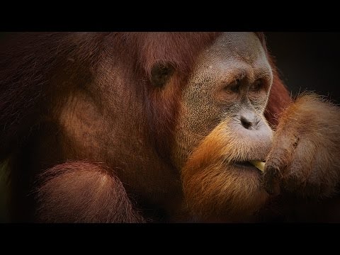 The scientific age has allowed us to demonstrate the true intelligence of animals, how smart are animals and can we make them smarter still?
