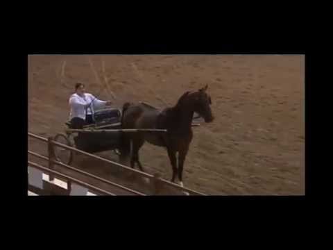Region 16 Arabian Horse Show