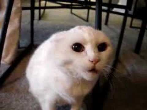 Don't pet this kitty! Someone needs some serious pet rescue!