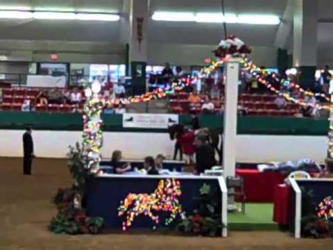 Morgan Southern States Regional Show