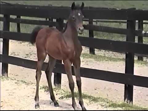 Luxemere Livia