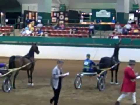 Morgan Southern States Regional Show