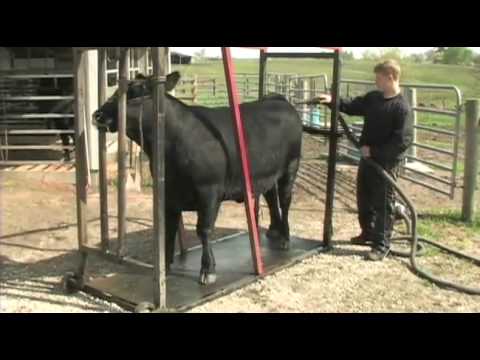Link