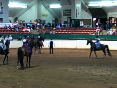 Morgan Southern States Regional Show