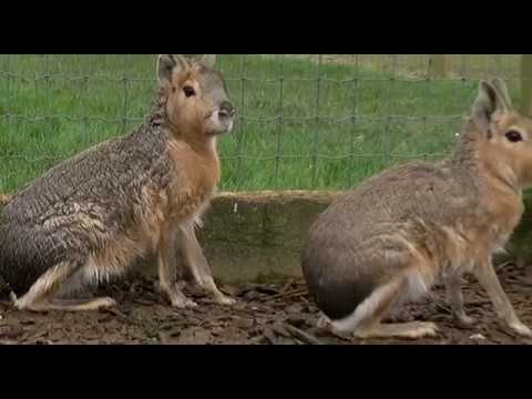 Mayas, most unusual pets