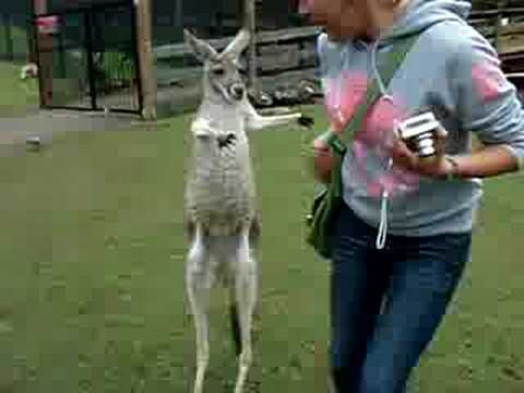 When Kangaroos Attack