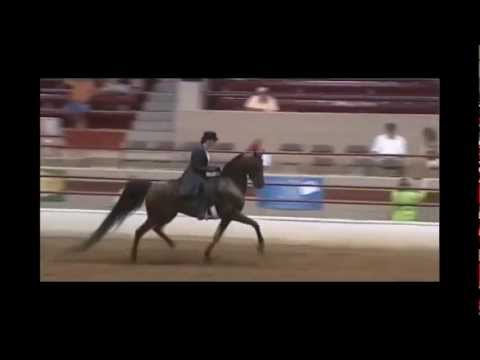 Region 16 Arabian Horse Show