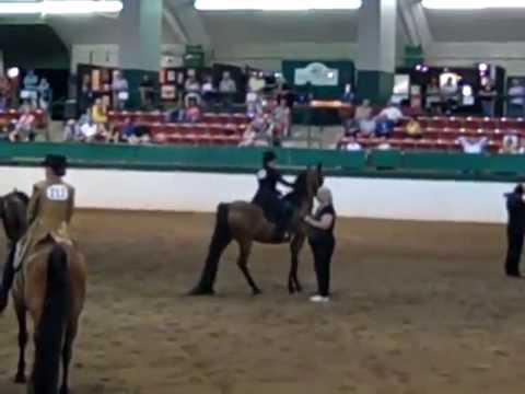 Morgan Southern States Regional Show