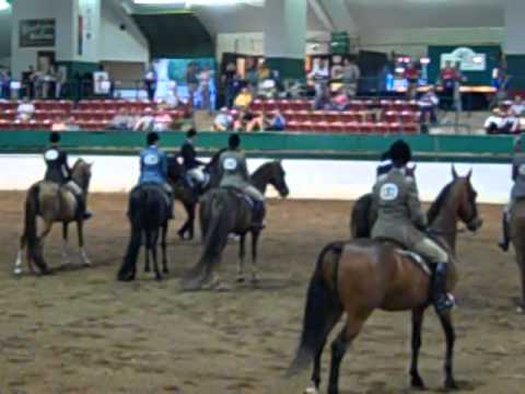 Morgan Southern States Regional Show