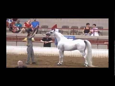 Region 16 Arabian Horse Show
