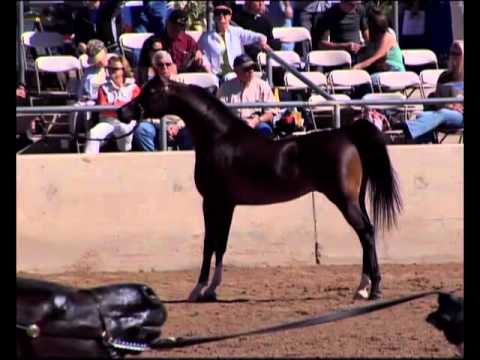 Mazkarade - 2002 Arabian Stallion