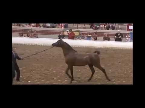 Region 16 Arabian Horse Show
