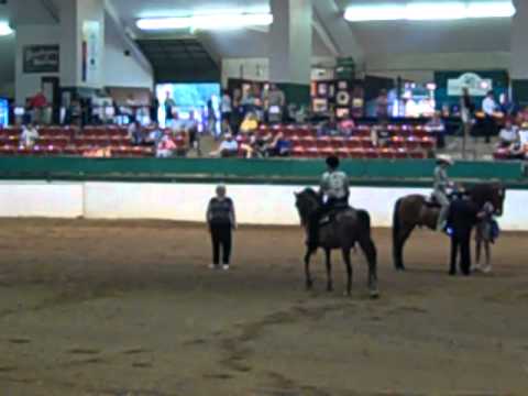 Morgan Southern States Regional Show
