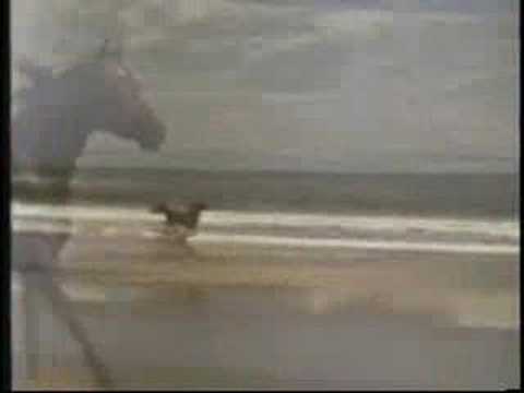 Tamerlan Arabian Stallion