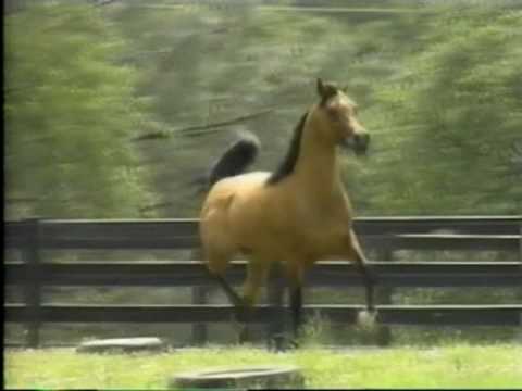 REGAL ACTOR JP