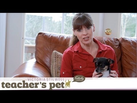 Victoria explains the most effective strategies for discipline and punishment in dog training, including the science behind dog behavior and why being "alpha" is the exact wrong approach.


