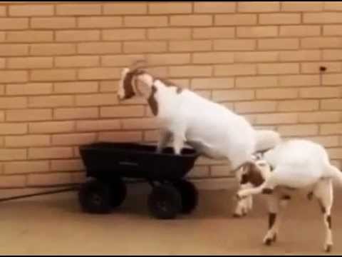 Goat Tell it on the Mountain!