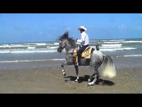 EL CHUMA WITH THE BEST DANCING HORSE OF THE WORLD  THIS IS A PERFECT MATCH AT SPI ON 07/24/2010  SPECIAL REGARDS TO  THE CARRILLO FAMILY (ESPECIALTY TO VIRGILIO ) OWNER OF THE HORSE THAT MADE THIS EVENT POSIBLE Y SALUDOS PA LA RAZA DE "EL RANCHO EL 7"  