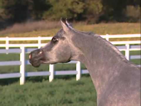 Luxemere Farenza...US Top Ten Futurity Filly.