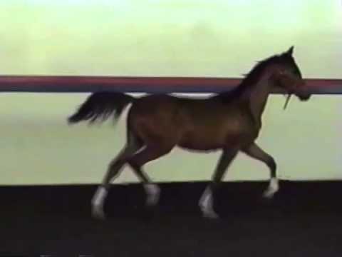 Prodigy Afire as a baby