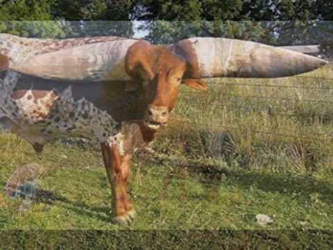 Link