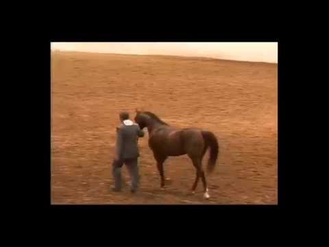 Region 16 Arabian Horse Show