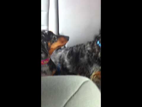 Missing their daddy