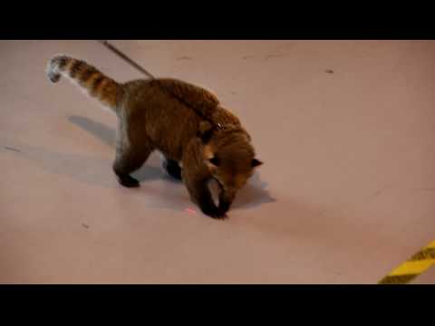 Confident Coati