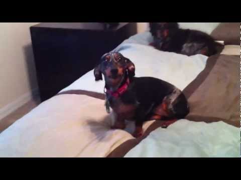 Roxy talking