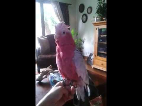 Tu Tu rapping :)