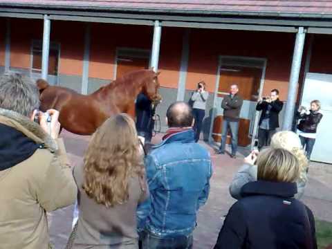 Padrons Psyche at stallionparade at Jedem Arabians