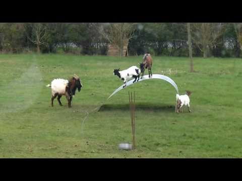 Goat Tales