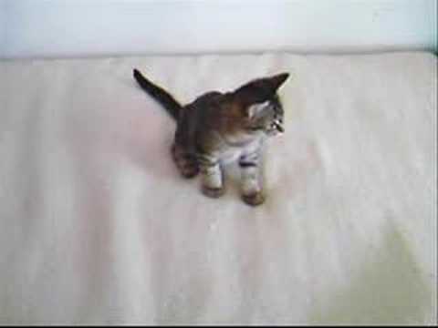 ferret vs cat