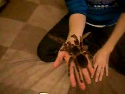 Serious Spider Lover