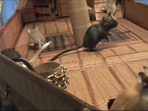 Gerbil Mutany on the Bounty
