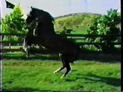 Huckleberry Bey video includes footage of Bay Abi and Bay El Bey.