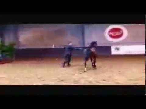 *Psytadel 2008 Arabian stallion by Padrons psyche x bint bey shah Horse of the year 2008