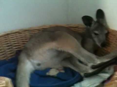 Wonderful Wallaroo