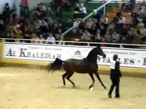Marwan al Shaqab's trot at Aachen! 