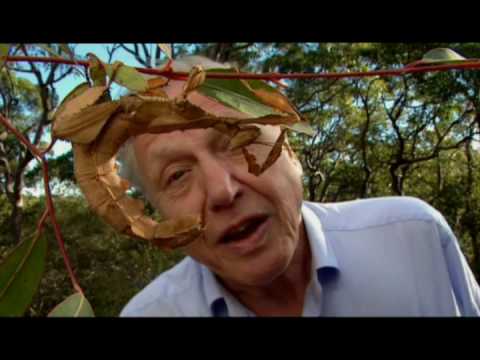 Stick Insect Life Cycle