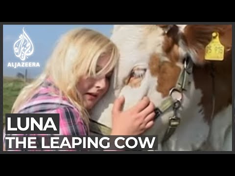 Cow Tales