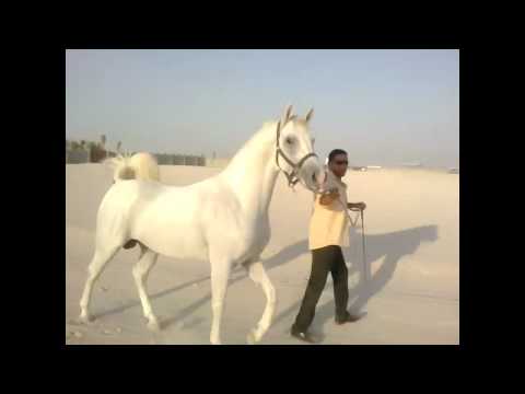Murad Al Orobah