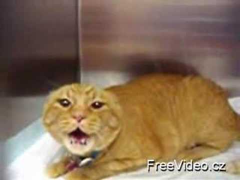 Scary Cat
