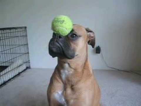 Boxer Dog